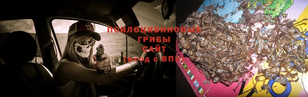 СК Зерноград